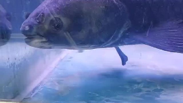 喂点核桃吧，这鱼需要补脑