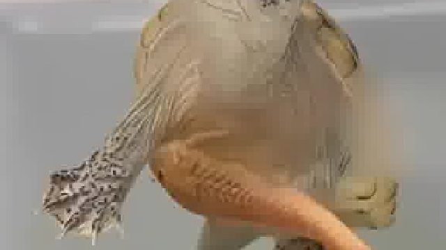 清道夫给乌龟清理身体，小乌龟舒服到腿都崩直了