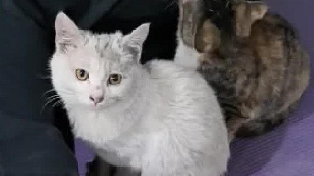 收留的流浪猫，不让他带回家，人家在仓库养