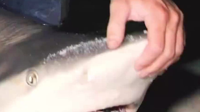 有时候，它们只是需要一些爱……