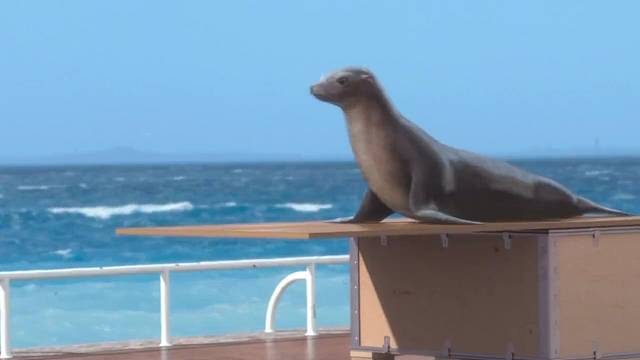 什么样的蹦蹦床经得起大象蹦[微笑]