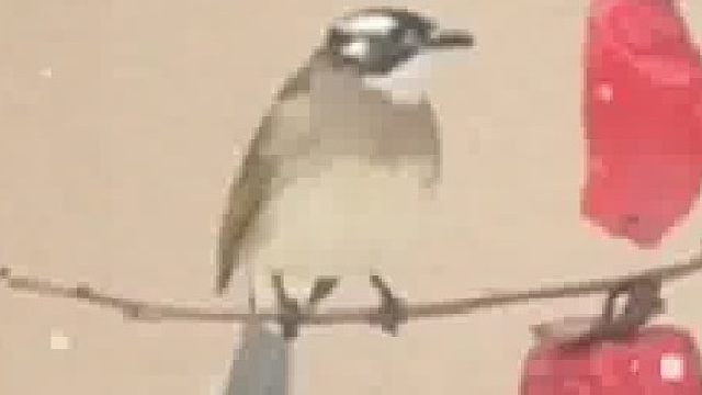 窗户外有鸟吃柿子，在大自然中感受到了国画之美