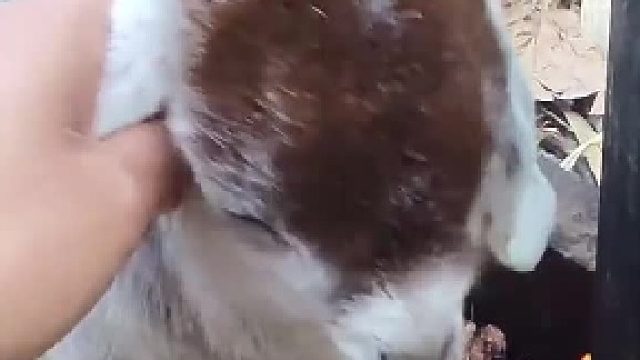 小羊主打就是倔强，要不你去拿孜然去吧