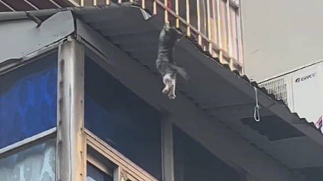 小哥一直守在楼下，把衣服脱了等小猫掉下来，看到最后，真暖心