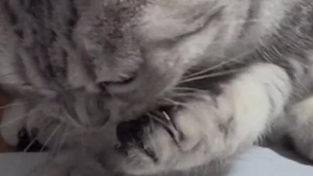 连猫都会用手吃饭了