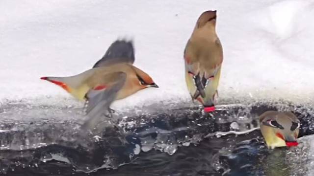小太平鸟在冬天喝冰冻的河水，脚底总是打滑