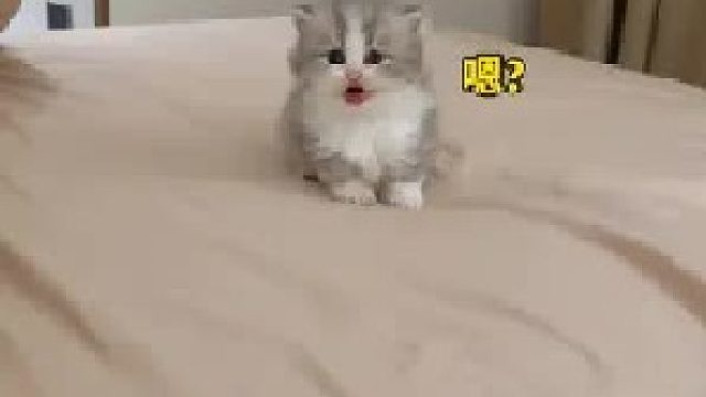 事事有回应的小猫真的很戳我！谁懂啊