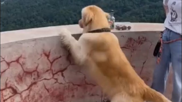 原来不只有熊孩子，还有熊狗