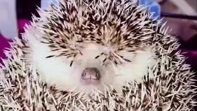 好萌！你就这样卸下了防备？哈哈哈