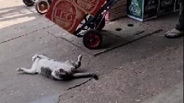 哪里碍事躺哪里，只要我够可爱，就没有人敢动我