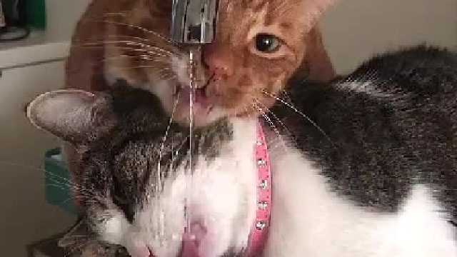 网友养的两只猫咪互相看不惯，只有在喝水时，才能短暂地和谐相处...别说这个姿势还挺考验默契的~