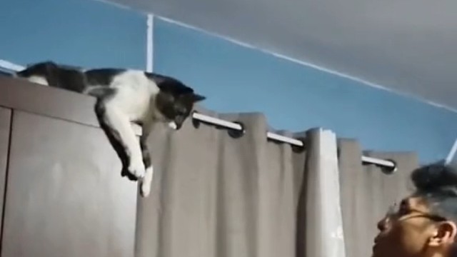 喵星人果然有两手[笑cry]