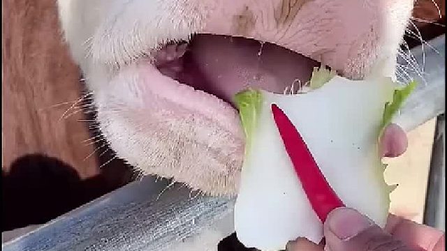 看到牛的眼神了吗？是不是要顶人