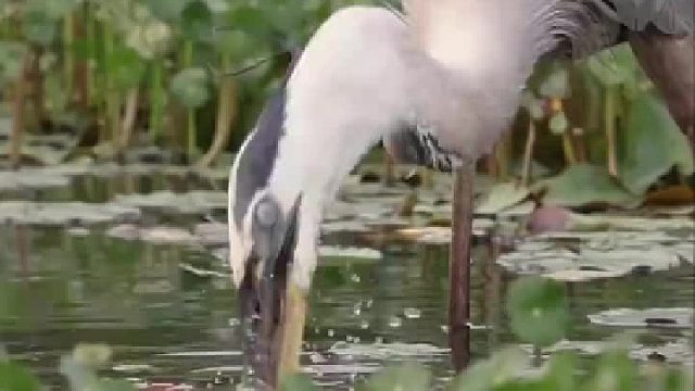 蓝色苍鹭吞下了一条蛇