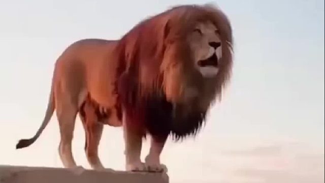 辛巴，是你吗？辛巴？！