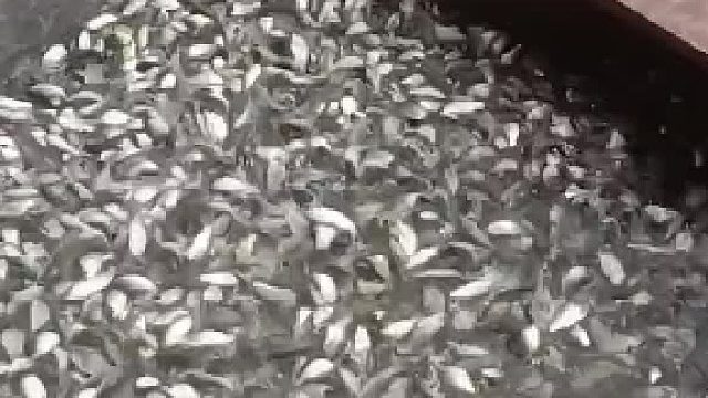 用鱼喂鸭子，这能回本吗