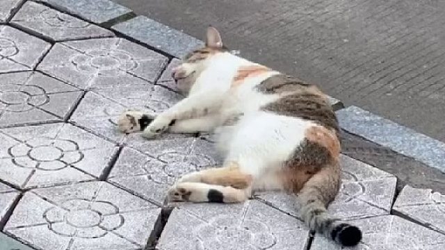 谁家好猫放学晚高峰躺在路中间啊？