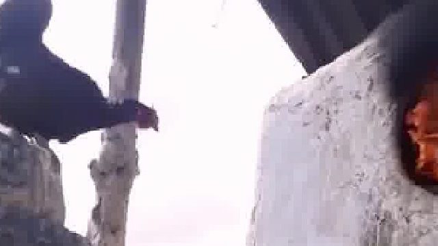 哎呀，是个有想法的鸡