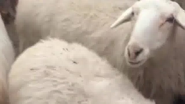 羊：他咩咩啥呢