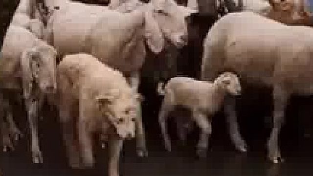 一只狗子羊理狗气的，就连颜色都一样