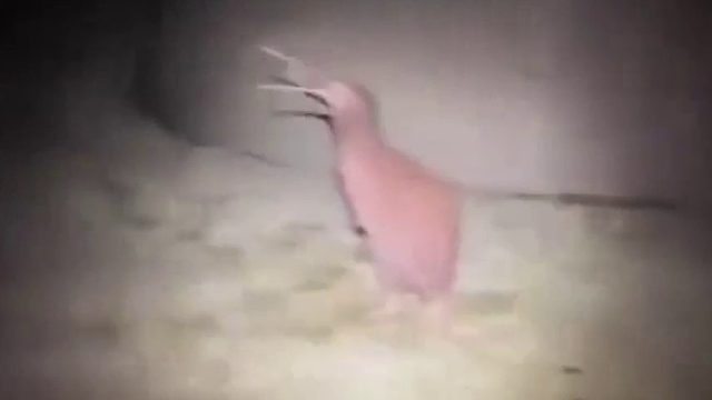 几维鸟恐怖的叫声