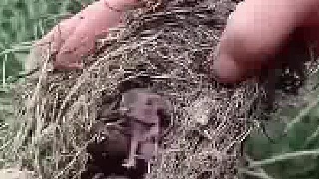 我还以为捡到了鸟蛋