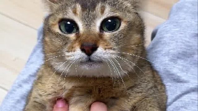 小猫咪能有什么坏心眼呢