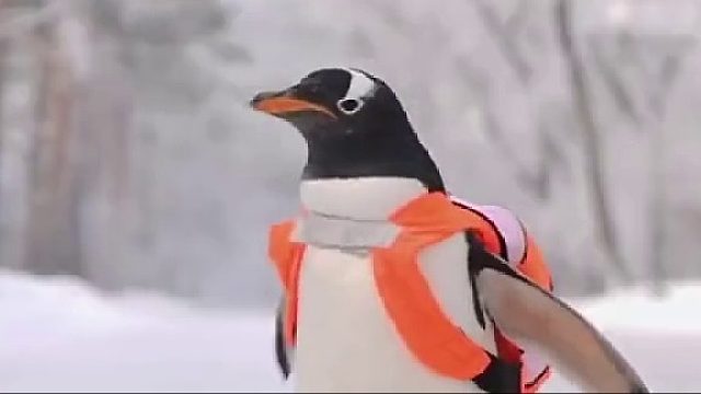 “尔滨”又整活儿 “顶流鹅”打卡绝美雾凇