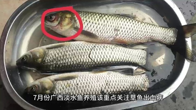 2023年广西淡水鱼养殖病害预测预报