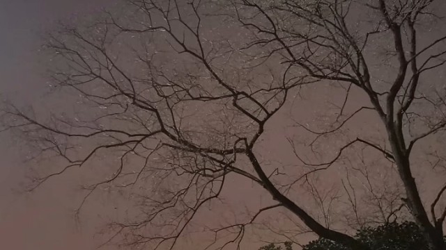 一棵树 有人问什么意思 我说我站在这里等你