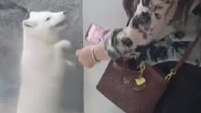 极地公园跳跳狐版科目三