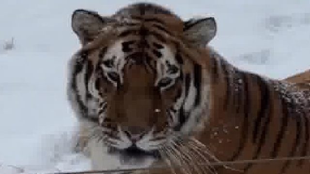 老虎：你好，我是东北大猫