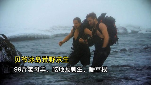 贝爷冰岛荒野求生，捡头99斤老母羊、吃地龙刺生、住雪洞庇护所
