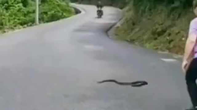 捉蛇的大姐真棒