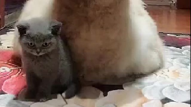 本来猫想换个表情的，看了看羊驼后还是决定保持原来的表情