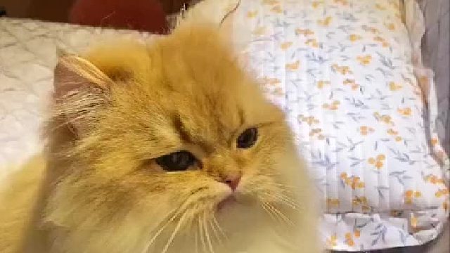 见过这么多小朋友，就你最“咬牙切齿”