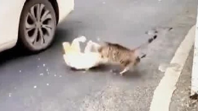 猫咪打架也很凶
