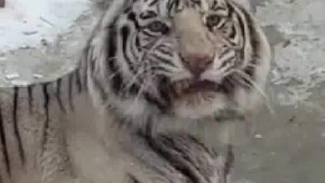 南方小土豆对着东北虎叫“咪咪”，东北虎表情“亮”了