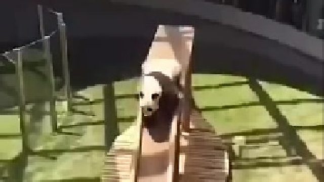 熊猫：只要进来，门票就不可能让你白买～