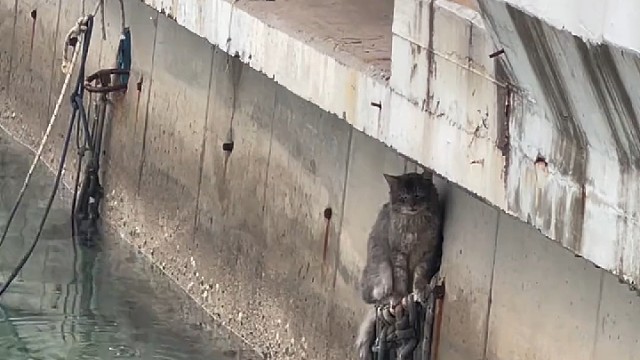 这猫咪也是个犟种