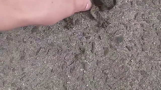 一男子在路上发现了一只不慎坠落的白耳狨猴宝宝，捡起后把它归还给树上的猴妈妈。。。