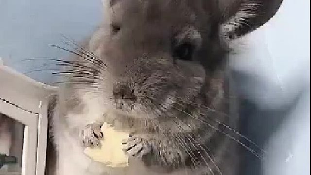 这龙猫是声控的吧，太可爱了