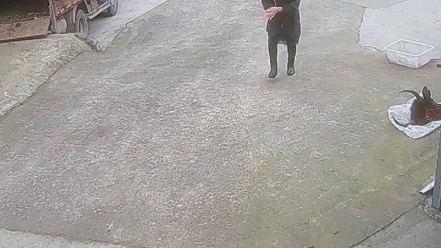 看看旁边的羊头，手上的排骨和砍刀，可以理解，是个有故事的羊[允悲]