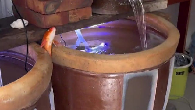 这鱼是怎么了？