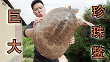 （上）20几斤的珍珠鳖，加生蚝老母鸡一起炖，全村人吃嗨了