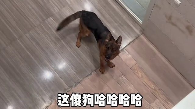 来朋友家别墅住两天，晚上我们都回房间休息了它到处溜达，把自己溜达迷路了