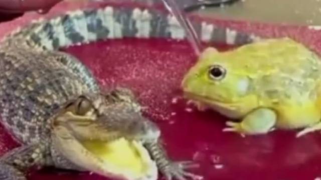 新茶宠，你们喜欢吗？