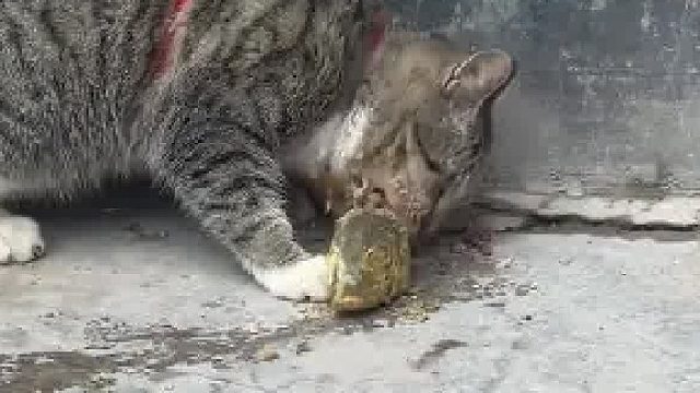 以后有任何事你猫叔给你担了