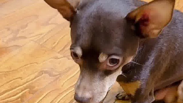 不敢咬你，我还不敢咬空气吗