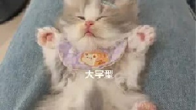 可以看看你家哈基米的睡姿吗